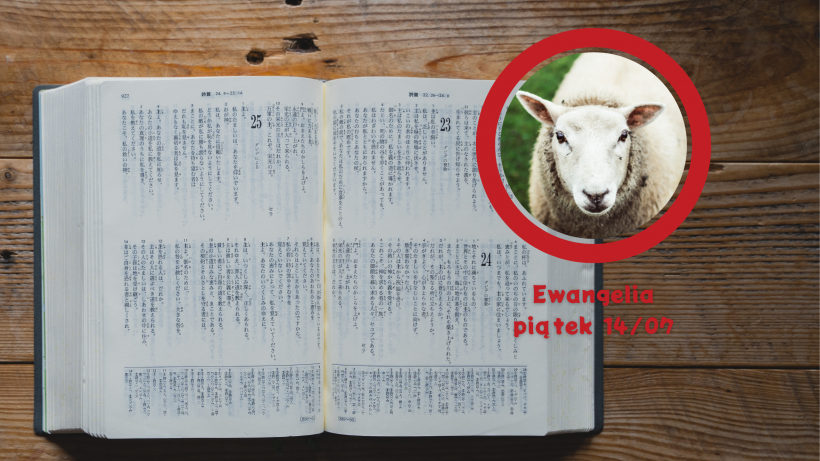 Wakacyjne haiku z Ewangelią: Owca wśród wilków